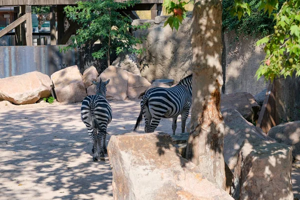 Zebra Amusement Park Sunny Day High Quality Photo — Stock Photo, Image