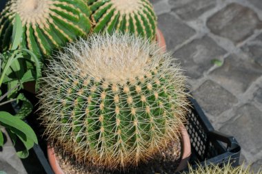 EKİNOKACTUS GRUSONII kaktüs in pot. Yüksek kalite fotoğraf