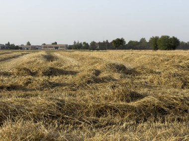 Gün batımında yeni hasat edilmiş buğday tarlası. Yüksek kalite fotoğraf