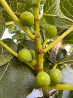 Olgun, serin ağaç meyveleri dallarda. Yüksek kalite fotoğraf