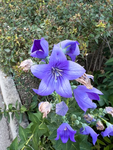 Квітка Плодоніжок Платикодон Розквітла Відкритому Повітрі Високоякісна Фотографія — стокове фото