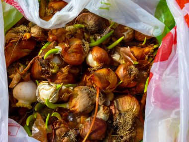 Çiçek dikmek için lale soğanları. Yüksek kalite fotoğraf