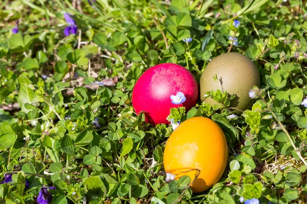 colored eggs for easter in green field. High quality photo