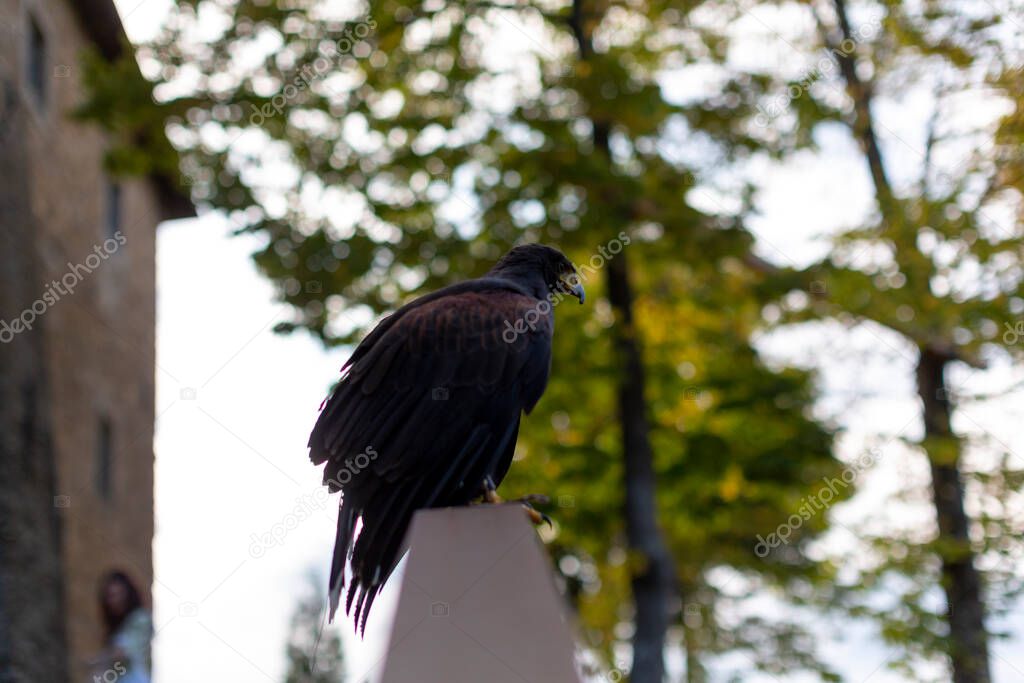 Harris buzzard on metal railing. High quality photo