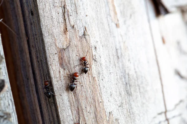 Semut Berkepala Merah Pada Kayu Makro Foto Berkualitas Tinggi — Stok Foto