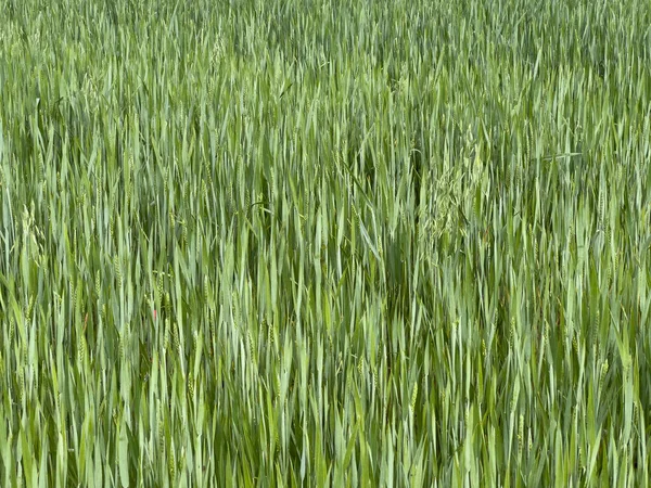 Green Wheat Field Ripening High Quality Photo — Stock Photo, Image