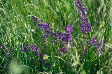 Salvia pratensis çiçekleri tarlada çiçek açtı. Yüksek kalite fotoğraf