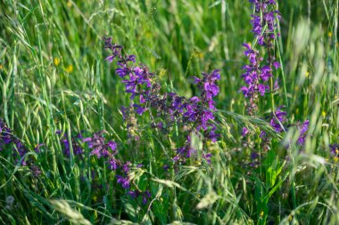 Salvia pratensis çiçekleri tarlada çiçek açtı. Yüksek kalite fotoğraf