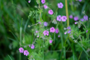 Geranium pyrenaicum açık alanda çiçek açıyor. Yüksek kalite fotoğraf