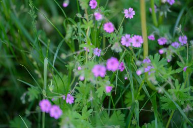 Geranium pyrenaicum açık alanda çiçek açıyor. Yüksek kalite fotoğraf