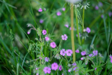 Geranium pyrenaicum açık alanda çiçek açıyor. Yüksek kalite fotoğraf