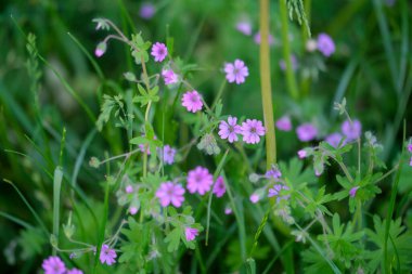 Geranium pyrenaicum açık alanda çiçek açıyor. Yüksek kalite fotoğraf