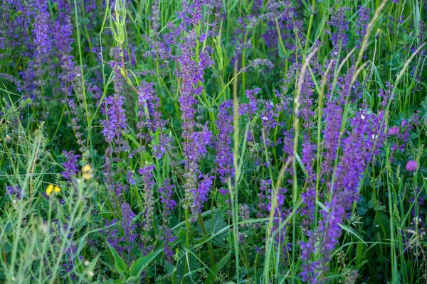 Kwiaty Salvia Pratensis Kwitły Polu Uprawnym Wysokiej Jakości Zdjęcie — Zdjęcie stockowe