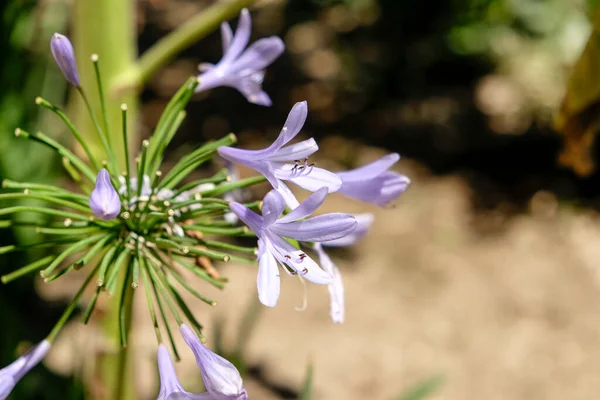 Agapanthus Africanus Floração Campo Aberto Foto Alta Qualidade — Fotografia de Stock