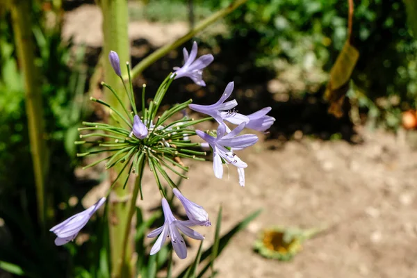 Agapanthus Africanus Floração Campo Aberto Foto Alta Qualidade — Fotografia de Stock