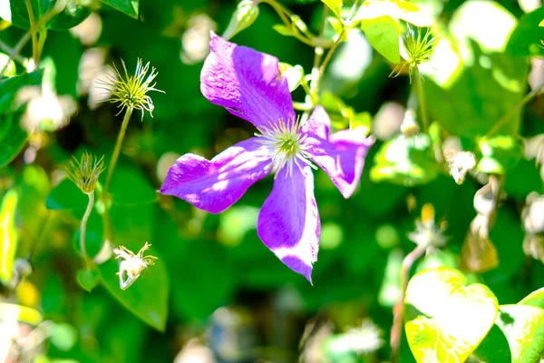 Clematis Jackmanii Flowering Open Field High Quality Photo — Stock Photo, Image