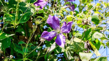Clematis Jackmanii açık alanda çiçek açıyor. Yüksek kalite fotoğraf