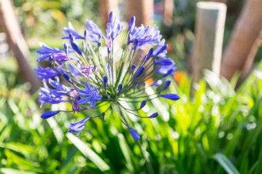 Agapanthus africanus açık alanda çiçek açıyor. Yüksek kalite fotoğraf