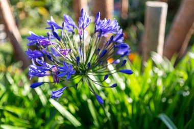 Agapanthus africanus açık alanda çiçek açıyor. Yüksek kalite fotoğraf