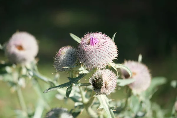 Thistles Flower Blossomed Outdoors High Quality Photo — Stock Photo, Image