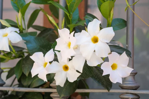 Çiçek açan dipladenia çalısı beyazı. Yüksek kalite fotoğraf