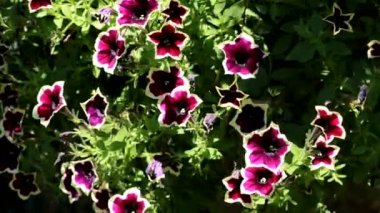 Beyaz ve mor sp petunya çalısı rüzgarda esiyor. Yüksek kalite 4k görüntü