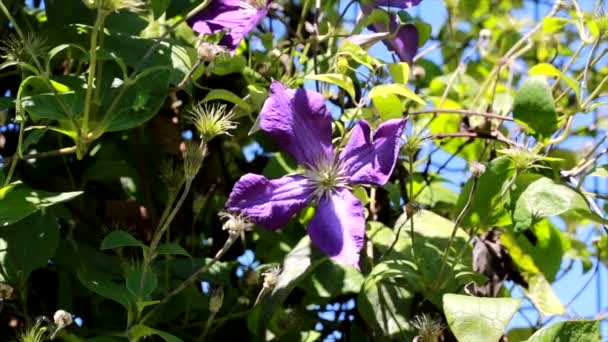 Violet Common Mallow Flower Atau Cheeses High Mallow Tall Mallow — Stok Video