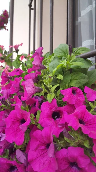 Purple Petunia Bush Blowing Wind High Quality Photo — Stock Photo, Image