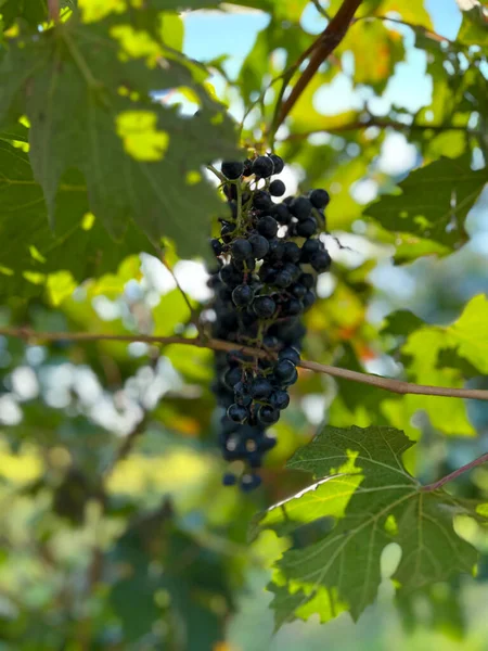 Ramo Uvas Maduras Vinhedo Foto Alta Qualidade — Fotografia de Stock