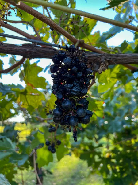 Branch Ripe Grapes Vineyard High Quality Photo — Stock Photo, Image