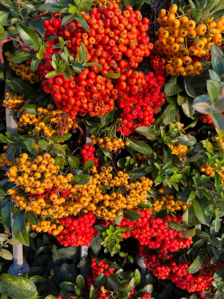 Pyracantha Navaho红色和橙色浆果 高质量的照片 — 图库照片