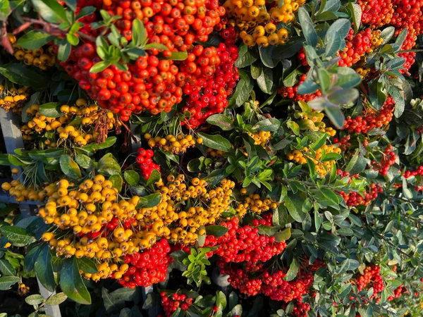 PYRACANTHA NAVAHO kırmızı ve turuncu renkli böğürtlenler. Yüksek kalite fotoğraf