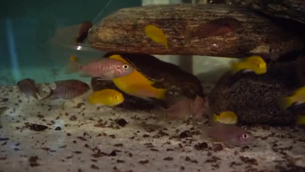 Afrikaanse Cichliden Vissen Het Aquarium Terwijl Droog Voer Eten Hoge — Stockvideo
