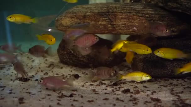 Africké Cichlids Ryby Akváriu Zatímco Jíst Suché Potraviny Vysoce Kvalitní — Stock video