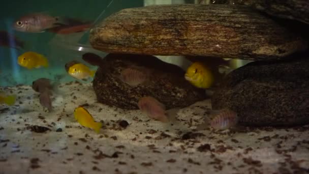 Africké Cichlids Ryby Akváriu Zatímco Jíst Suché Potraviny Vysoce Kvalitní — Stock video