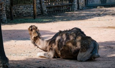 Dromedary hayvanat bahçesi parkında çömeldi. Yüksek kalite fotoğraf