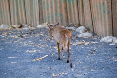 Hayvanat bahçesi parkında geyik. Yüksek kalite fotoğraf