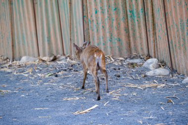 Hayvanat bahçesi parkında geyik. Yüksek kalite fotoğraf