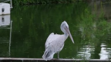 Sapık kıvırcık pelikan Pelecanus crispus yüzen bir kütükte tüyler düzenler. Yüksek kalite 4k görüntü