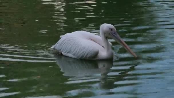 Странный Кудрявый Пеликан Pelecanus Crispus Плавает Озере Высококачественные Кадры — стоковое видео