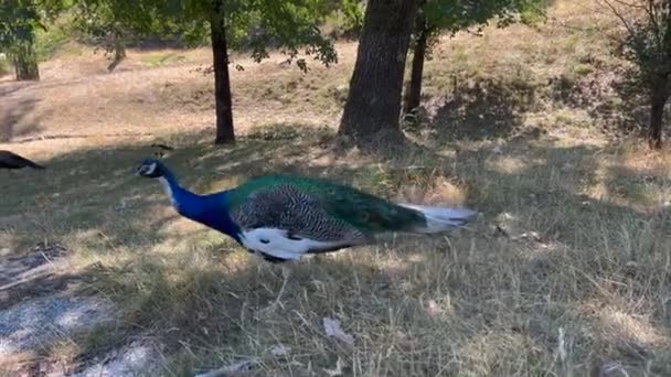 Giovane Pavone Blu Pavo Cristatus Con Ancora Bianco Piumaggio Avvicina — Video Stock