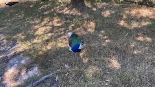 Genç Pavo Cristatus Mavi Tavus Kuşu Hala Beyaz Tüylü Yaklaşıyor — Stok video