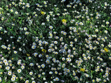 Yazın çiçek açan papatya tarlası. Yüksek kalite fotoğraf