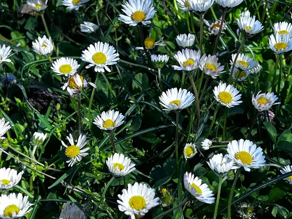 Virágzó Százszorszépek Mezeje Nyáron Kiváló Minőségű Fénykép — Stock Fotó