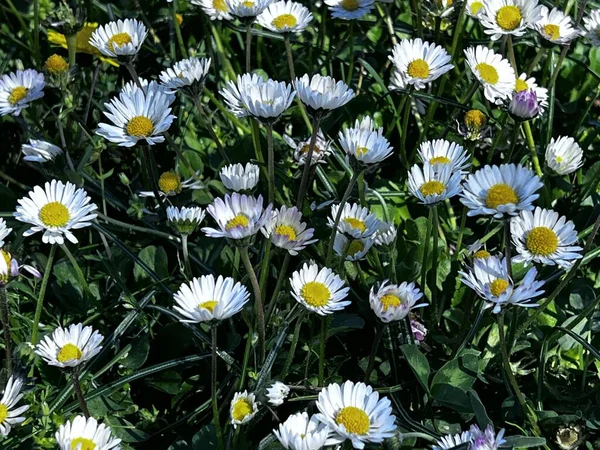 Fält Blommande Prästkragar Sommaren Högkvalitativt Foto — Stockfoto