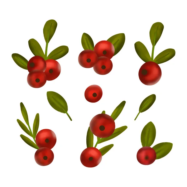 Χριστουγεννιάτικα Μούρα Σετ Διάνυσμα Λουλούδια Ιερή Μούρο Κόκκινο Φυτό Συλλογή — Διανυσματικό Αρχείο