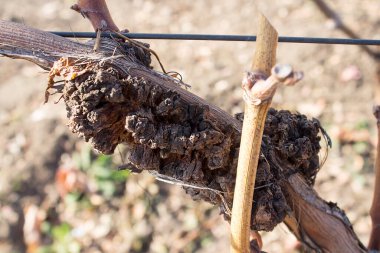 Üzüm bakterisi kanseri. Hastalıktan etkilenen bitkiler. Sarmaşıktaki tümörler. Sonbahar dönemi.
