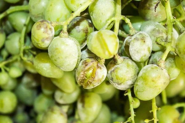 Grapes affected by a fungal disease. Oidium (powdery mildew) is a disease of grapes. Cracked berries covered with white bloom.