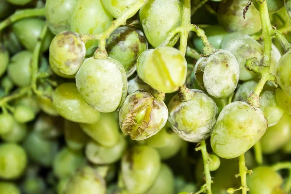 Uvas Afectadas Por Una Enfermedad Fúngica Oidio Moho Polvo Una Fotos de stock