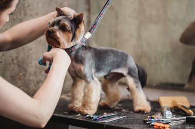 Bir köpeğin makasıyla son makas kesme işlemi. Bir köpek görünümünün namlusu
